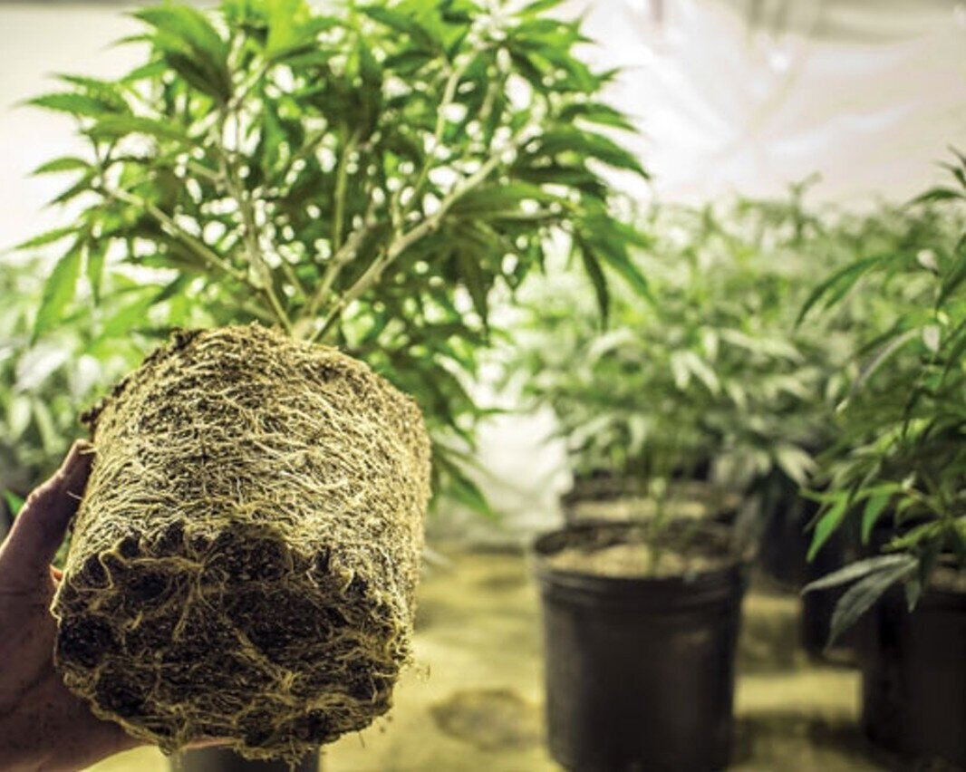 How To Ensure Getting Healthy Clones When Ordering Online
