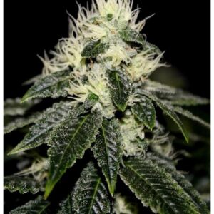 91 Chem Skunk