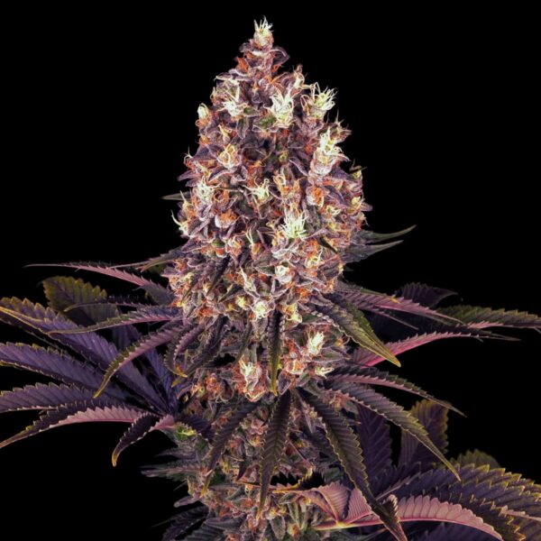 Blueberry OG