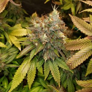 Gelato 41 x Blueberry Breath
