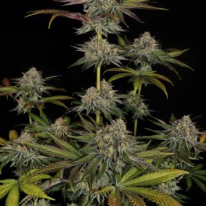 Gelato #45