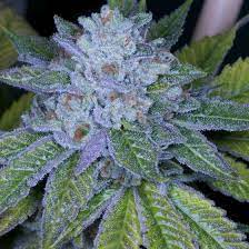 Race Fuel OG