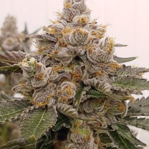 Strawberry Fritter