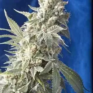 AK-47
