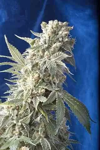 AK-47