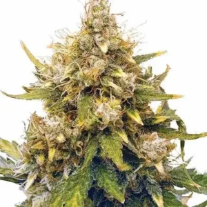 Acapulco Gold