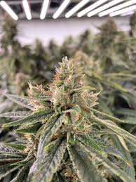 Lilac Diesel