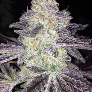 Mendo OG