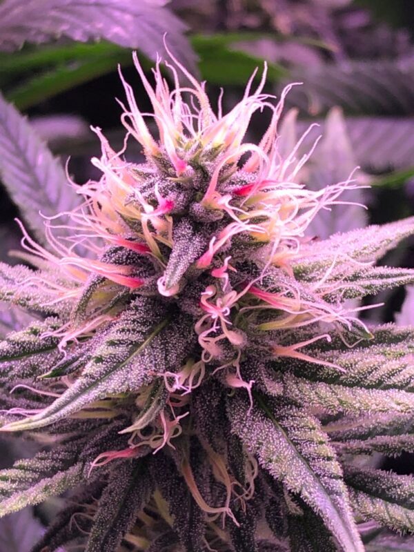 Nepali Pink