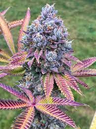 Sour Skittles