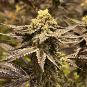 Grape Cookies