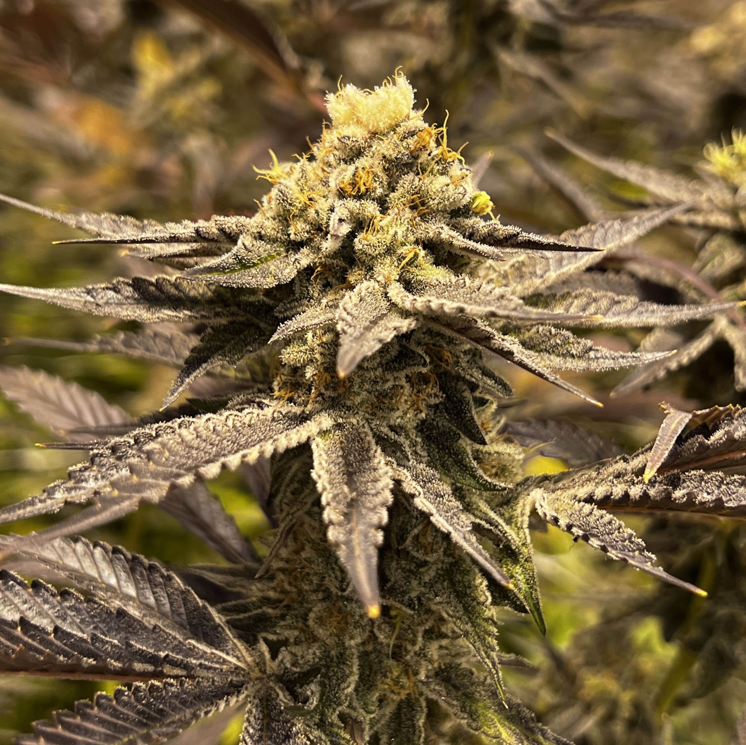 Grape Cookies