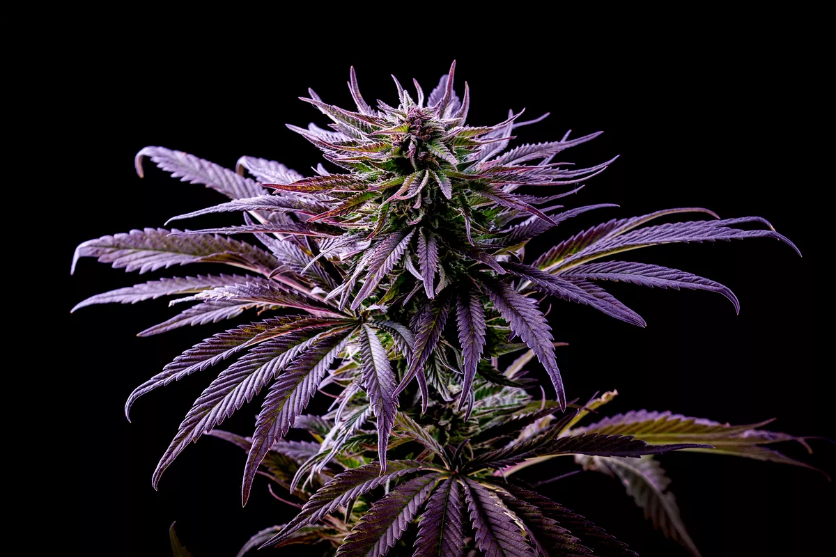 Gorilla Rainbow