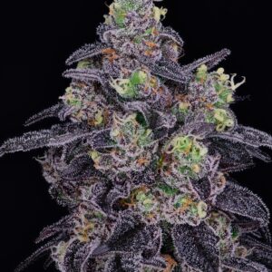 Strain