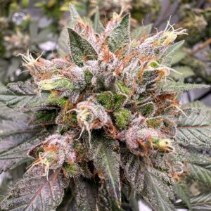 Blueberry Bubba Kush