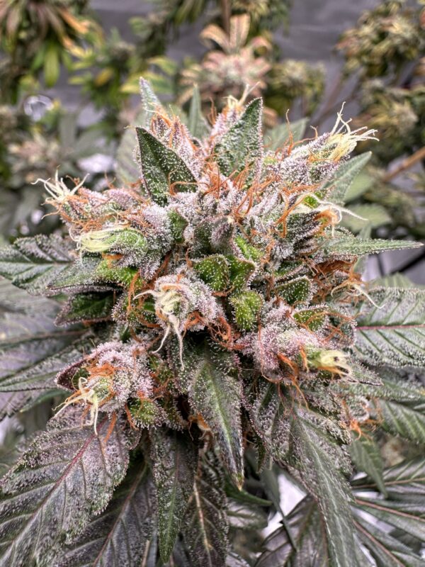 Blueberry Bubba Kush