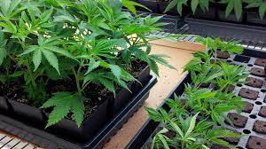 What’s The Difference Between Indoor and Outdoor Cannabis Clones?