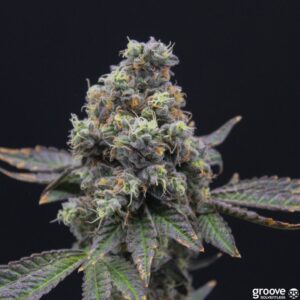 Strain
