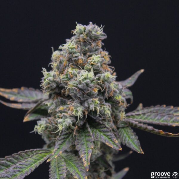 Strain