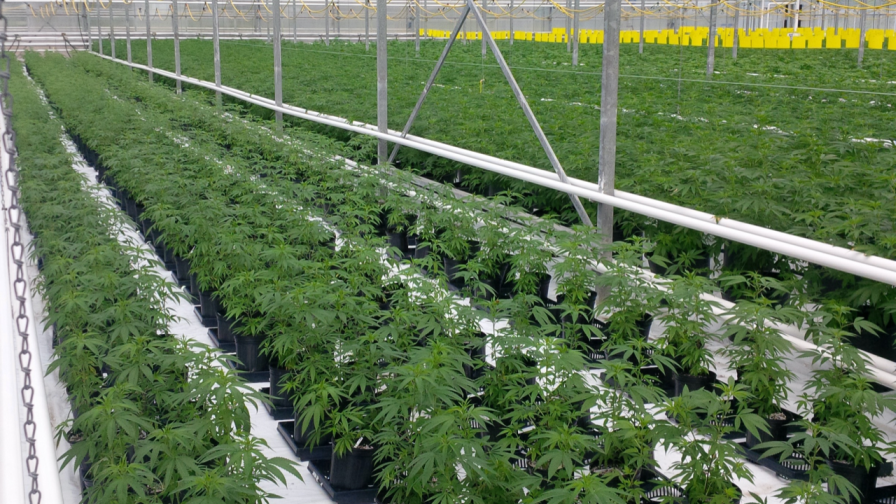 Simplify Marijuana Cultivation with The Clone Conservatory