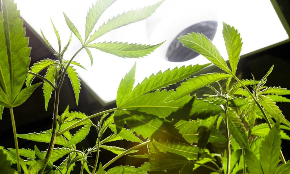 Order Marijuana Clones Quickly Online from The Clone Conservatory