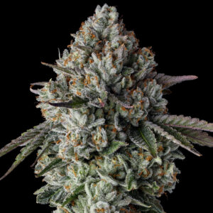 Raw Genetics