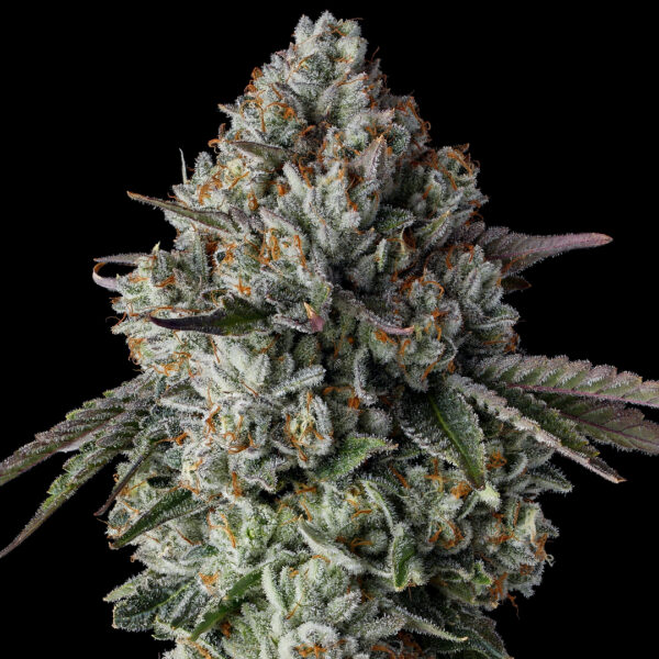 Raw Genetics