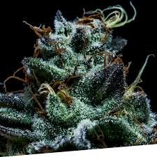 Sour Chem Dubb