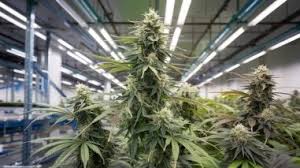 What Are The Best High-Yielding Strains For Commercial Cannabis Grows?