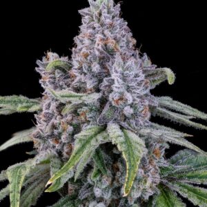 Blockhead Buds