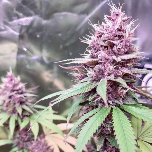 conscious kush