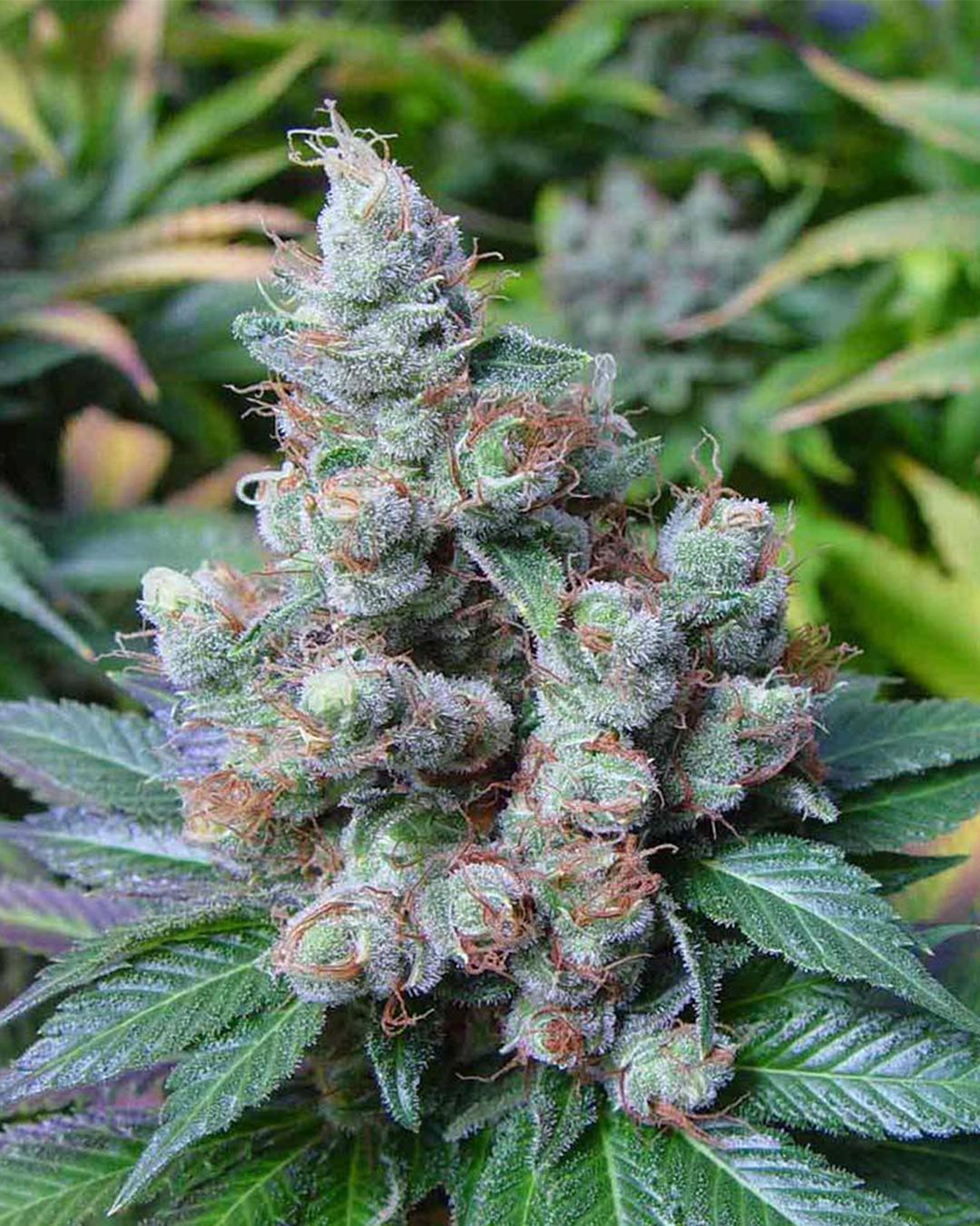 NY Diesel