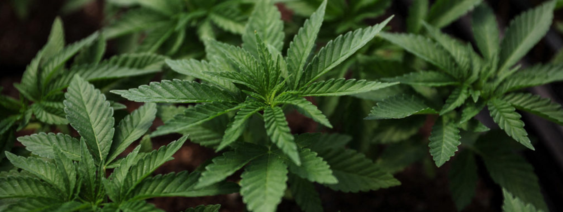 Why Smart Marijuana Cultivators Prefer Marijuana Cloning Over Random Seeds?